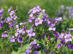 Orychophragmus violaceus