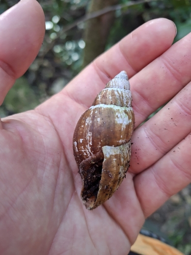 Placostylus observed 2026-06-16