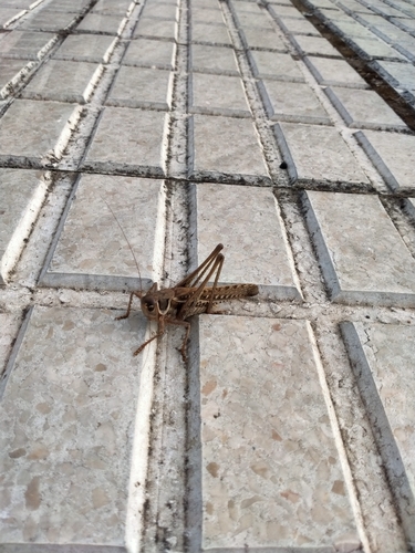 White-faced Bush-cricket