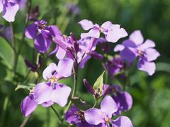 Orychophragmus violaceus