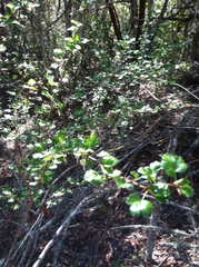 Ribes divaricatum pubiflorum