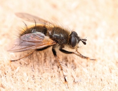 Tachina lurida