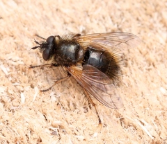Tachina lurida