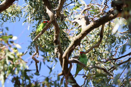 Musk Lorikeet