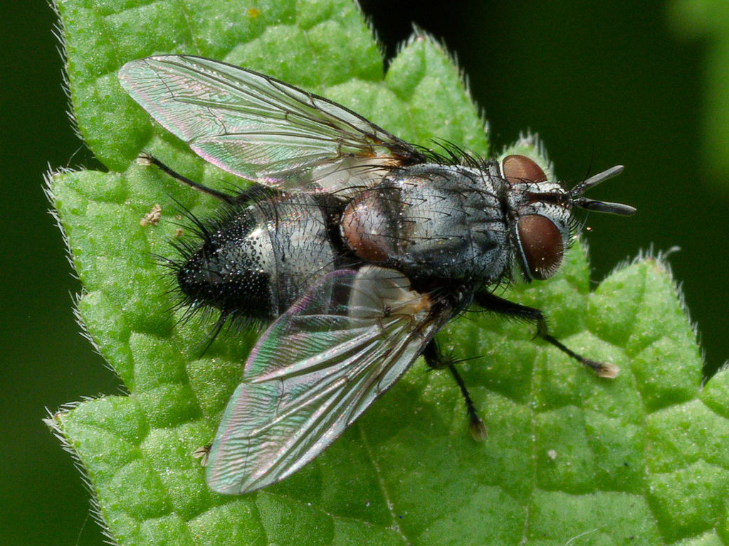 Aplomya confinis