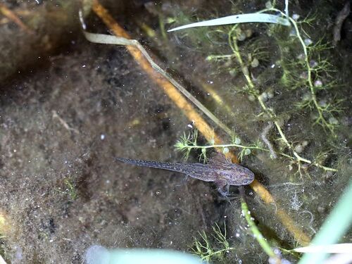 Alpine Newt