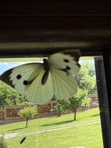 Large White