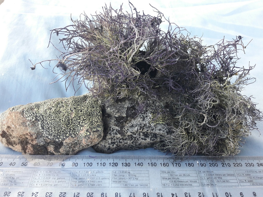 Usnea ciliata