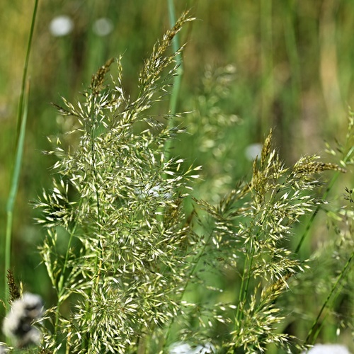 Trisetum flavescens, photograph 6