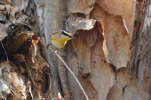 Striated Pardalote