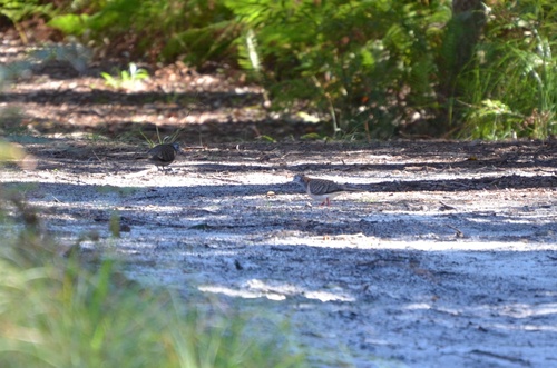 Bar-shouldered Dove