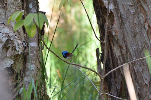 Variegated Fairywren