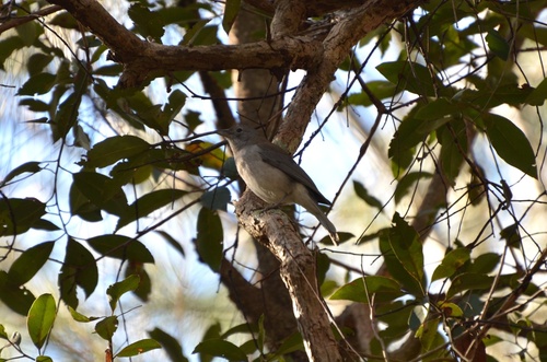 Gray Shrikethrush