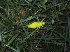 Ephippiger perforatus