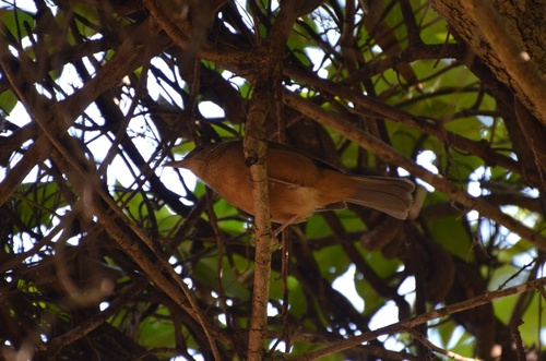 Little Shrikethrush