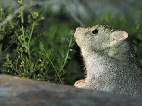 Bettongia lesueur, 2026-06-22