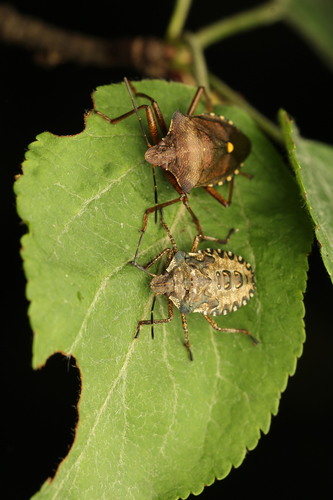 Forest Bug