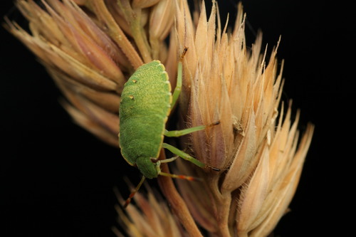 Green Shield Bug