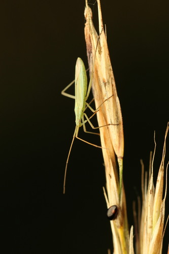 Megaloceroea recticornis