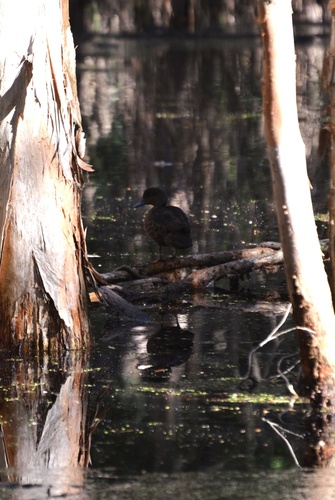 Chestnut Teal