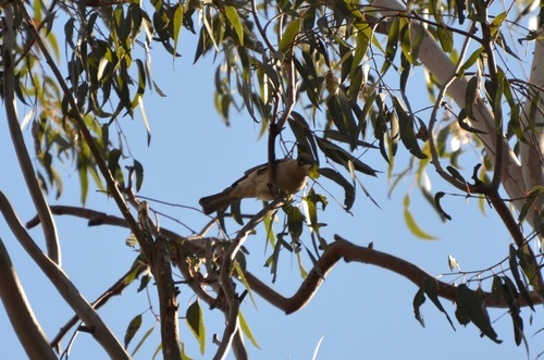 Little Friarbird