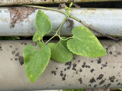 Codonopsis javanica, photograph (c) 黃美滿, some rights reserved (CC BY)
