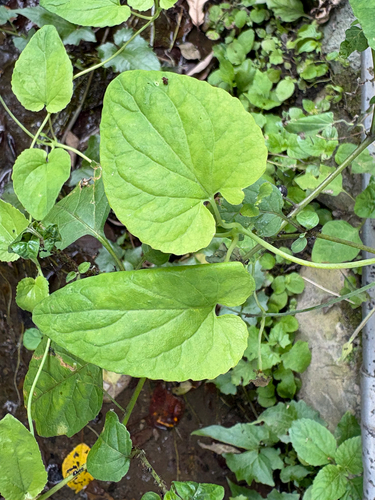 Codonopsis javanica, photograph 6