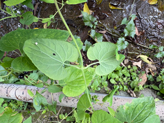 Codonopsis javanica, photograph (c) 黃美滿, some rights reserved (CC BY)
