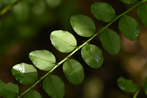 Zanthoxylum scandens, photograph 2