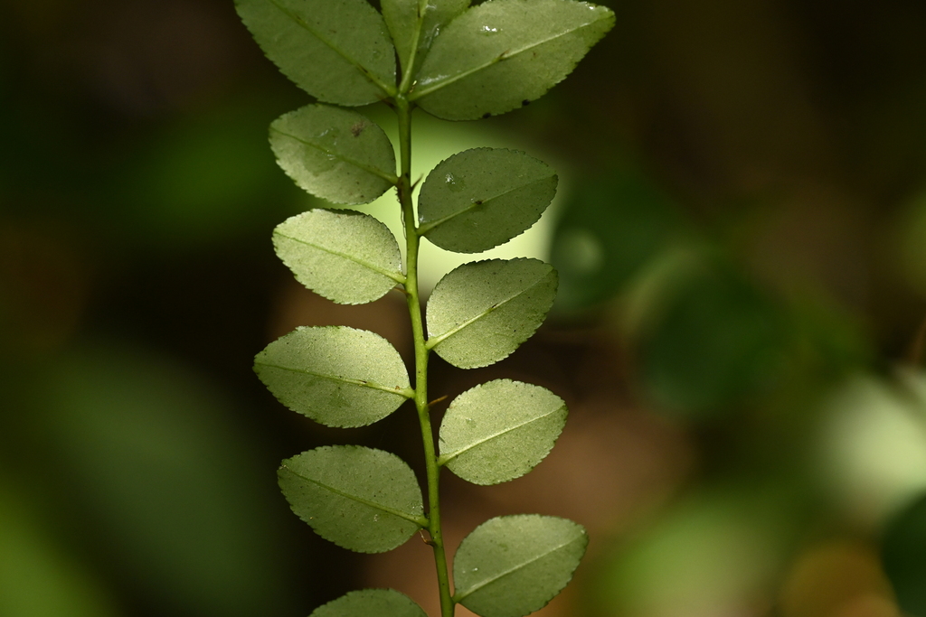 Zanthoxylum scandens; photograph (c) 曾昱承 Yu-Cheng Zeng, some rights reserved (CC BY)