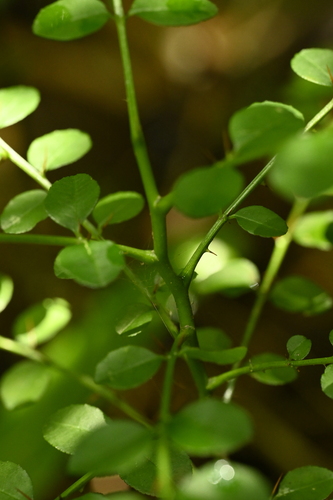 Zanthoxylum scandens, photograph 3