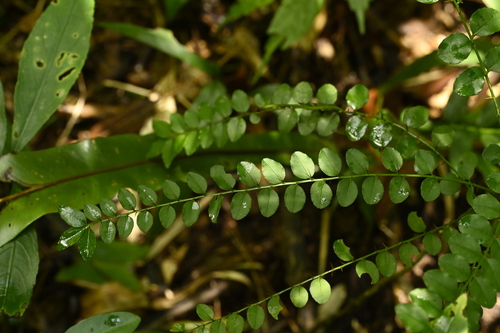 Zanthoxylum scandens, photograph 4