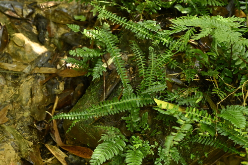 Lindsaea yaeyamensis observed 2026-06-13
