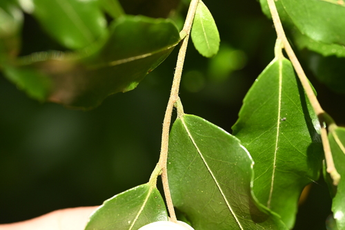 Symplocos lancifolia, photograph 1
