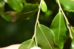 Symplocos lancifolia, photograph (c) 曾昱承 Yu-Cheng Zeng, some rights reserved (CC BY)