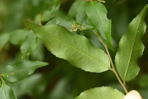 Symplocos lancifolia