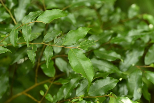 Symplocos lancifolia, photograph 2