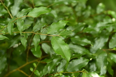 Symplocos lancifolia, photograph (c) 曾昱承 Yu-Cheng Zeng, some rights reserved (CC BY)