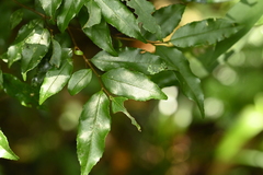 Symplocos lancifolia, photograph (c) 曾昱承 Yu-Cheng Zeng, some rights reserved (CC BY)