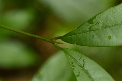 Beilschmiedia tsangii, photograph (c) 曾昱承 Yu-Cheng Zeng, some rights reserved (CC BY)