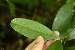 Beilschmiedia tsangii, photograph (c) 曾昱承 Yu-Cheng Zeng, some rights reserved (CC BY)