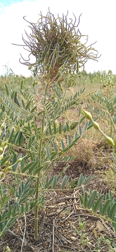 Sophora alopecuroides, photograph 4