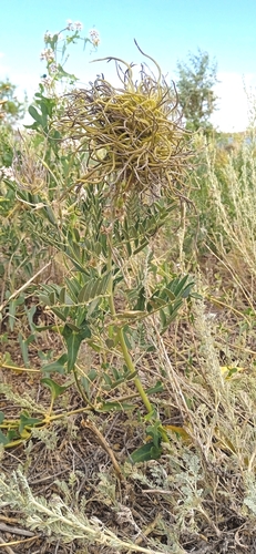 Sophora alopecuroides, photograph 5