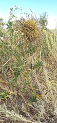 (c) Igor Karyakin, some rights reserved (CC BY) Sophora alopecuroides, photograph (c) Igor Karyakin, some rights reserved (CC BY)