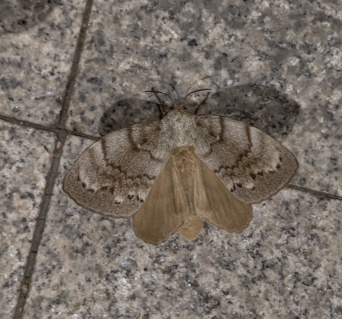 Dendrolimus superans