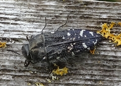 Acmaeodera ornatoides