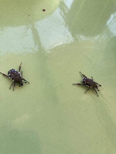 Greek Rose Chafer