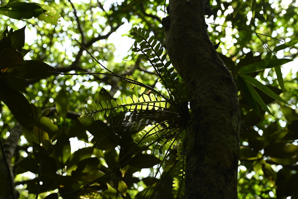 Appendicula reflexa; photograph (c) 曾昱承 Yu-Cheng Zeng, some rights reserved (CC BY)