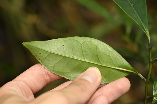 Ilex uraiensis, photograph 2