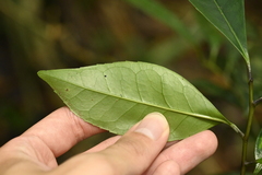 Ilex uraiensis, photograph (c) 曾昱承 Yu-Cheng Zeng, some rights reserved (CC BY)